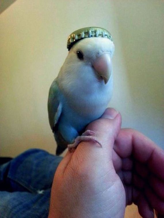 funny-pictures-511
