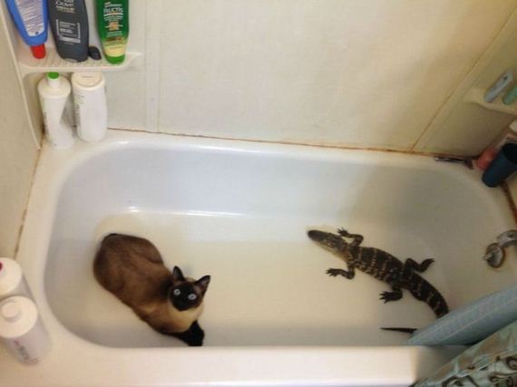 funny-pictures-513