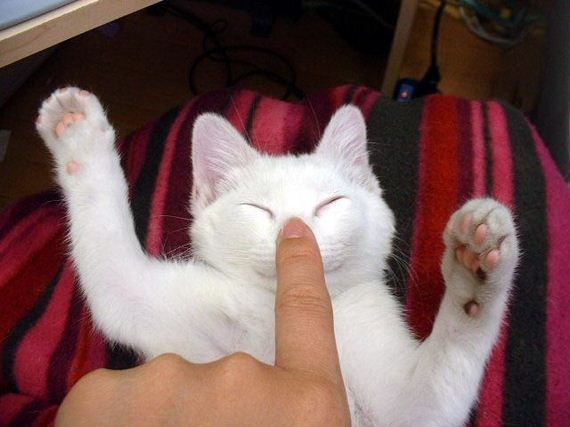 funny-pictures-513