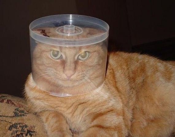 funny-pictures-516