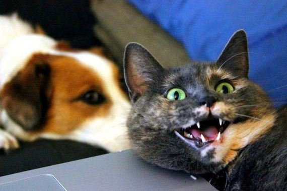 funny-pictures-516