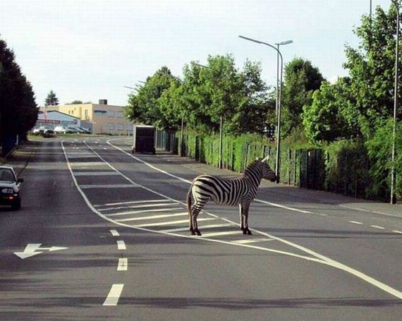 funny-pictures-516