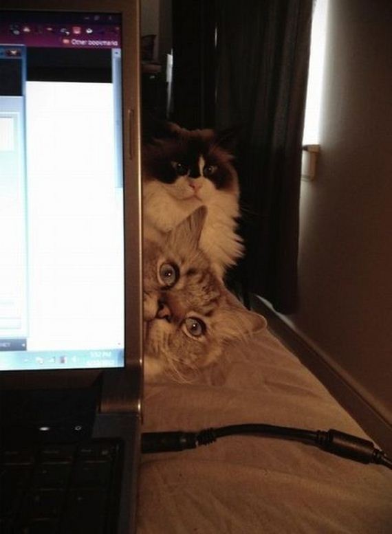funny-pictures-519