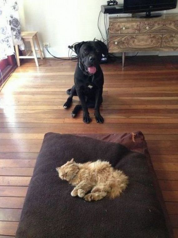 funny-pictures-519