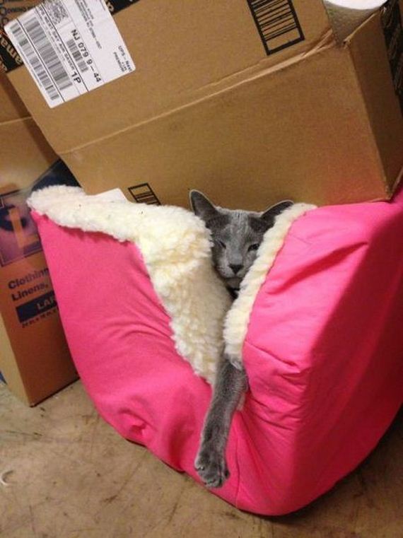 funny-pictures-519