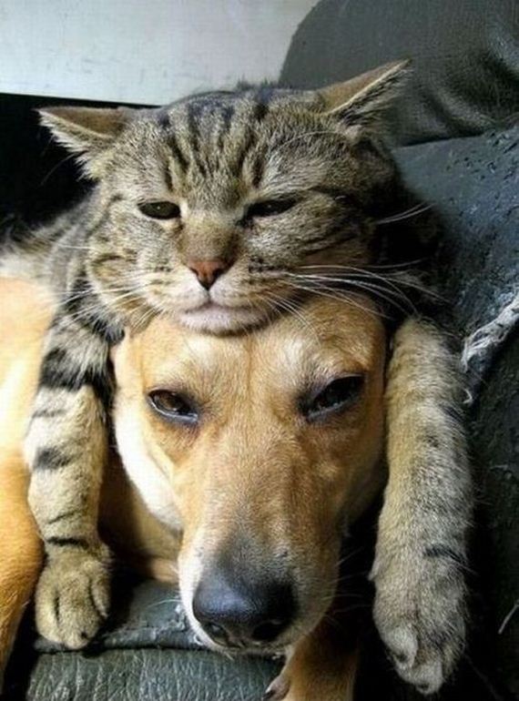 funny-pictures-520