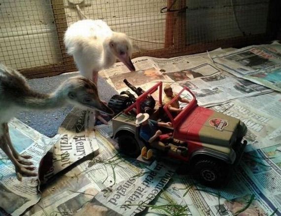 funny-pictures-521