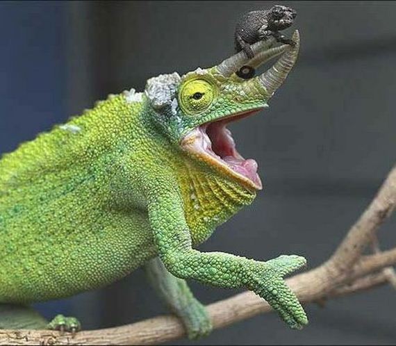funny-pictures-521