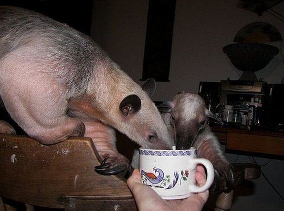 funny-pictures-521