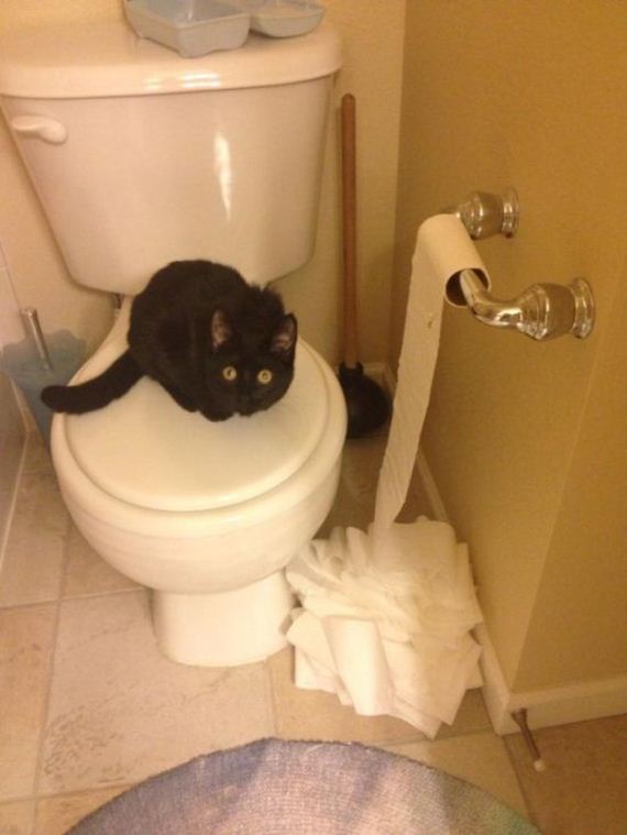 funny-pictures-521