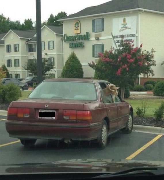 funny-pictures-523