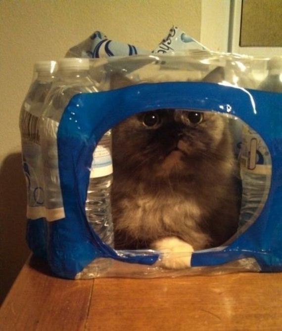 funny-pictures-523