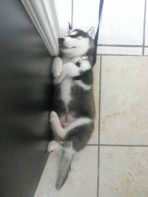 funny-pictures-523