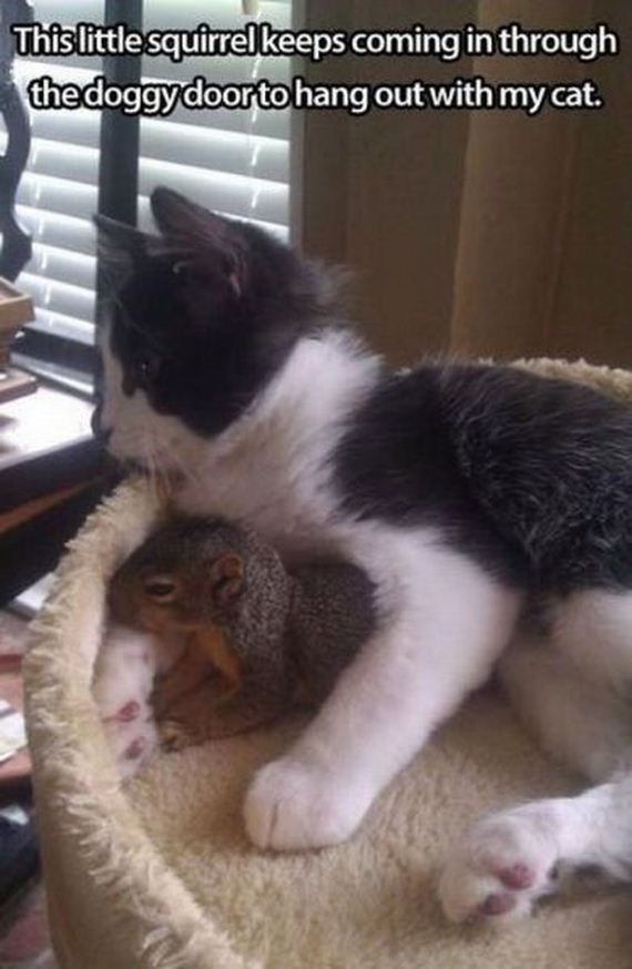 funny-pictures-524