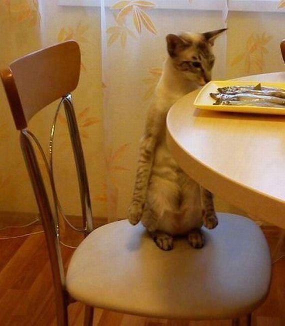funny-pictures-524