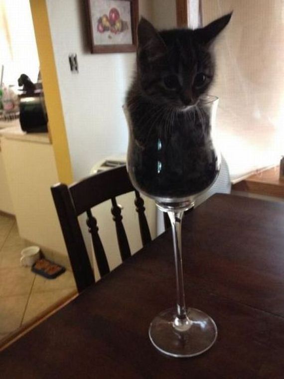 funny-pictures-524