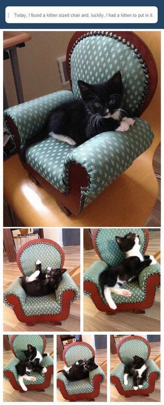 funny-pictures-524