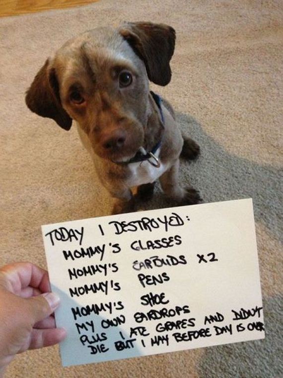 funny-pictures-524
