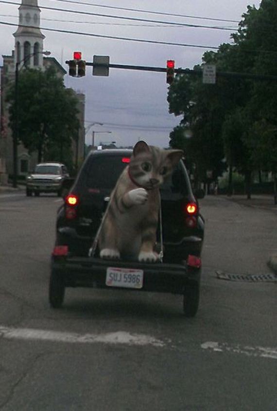 funny-pictures-525