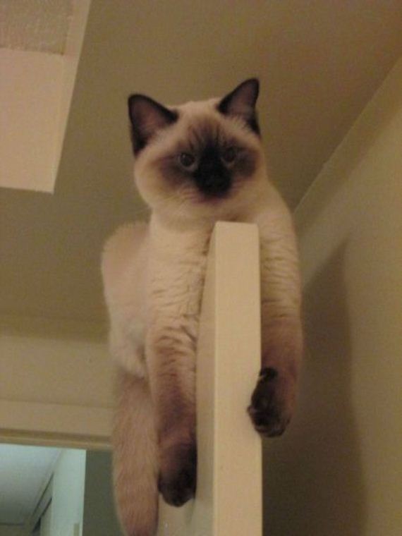 funny-pictures-530