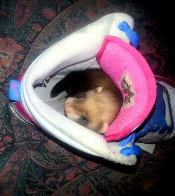 funny-pictures-530