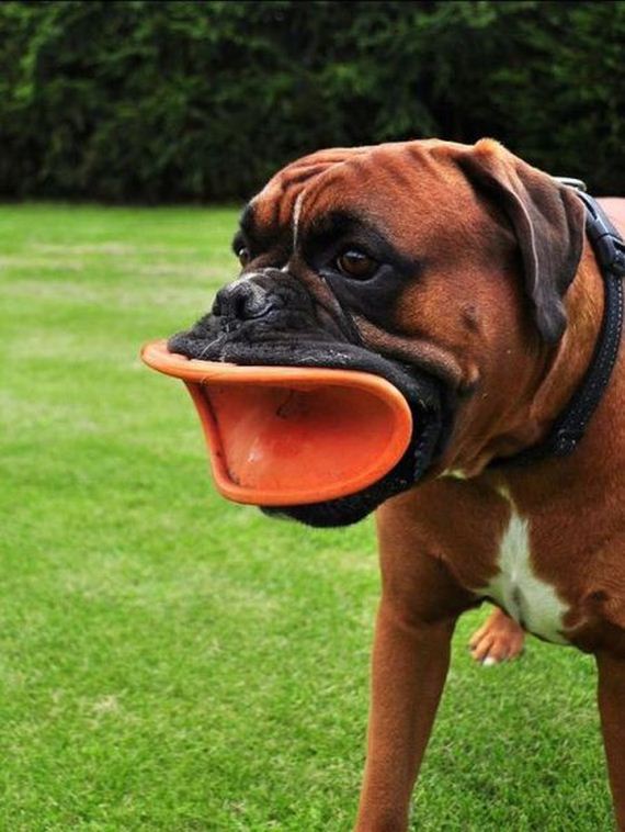 funny-pictures-530
