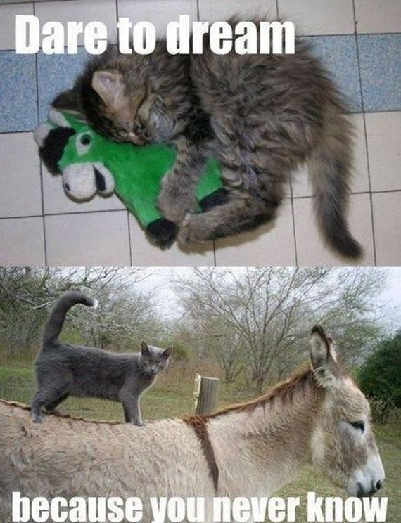 funny-pictures-530
