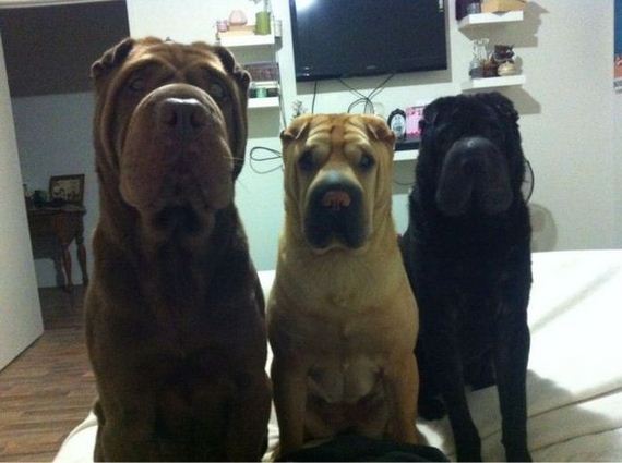 funny-pictures-530