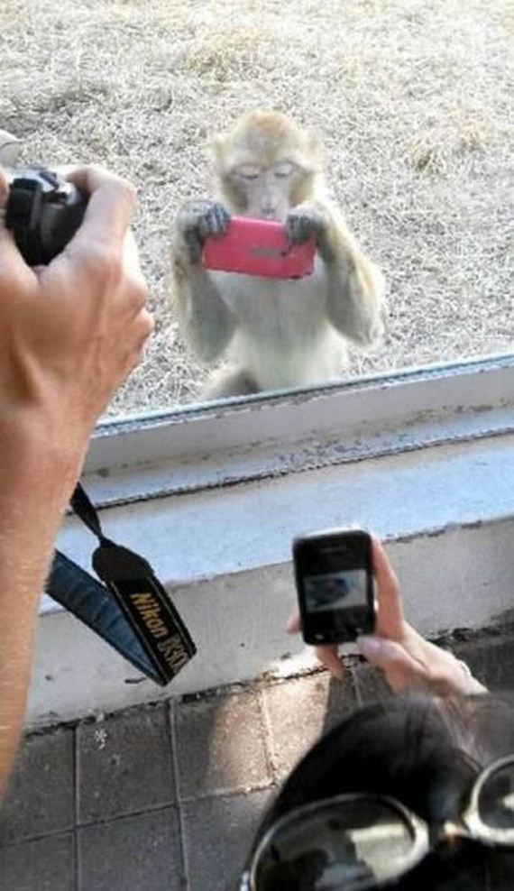 funny-pictures-530