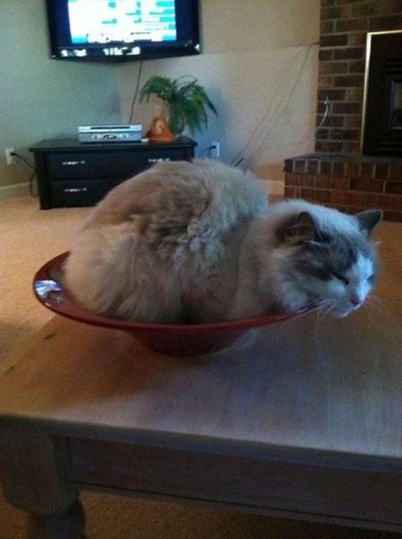 funny-pictures-531