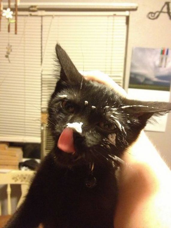 funny-pictures-531
