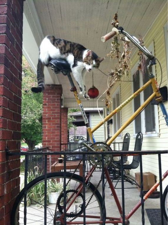 funny-pictures-531