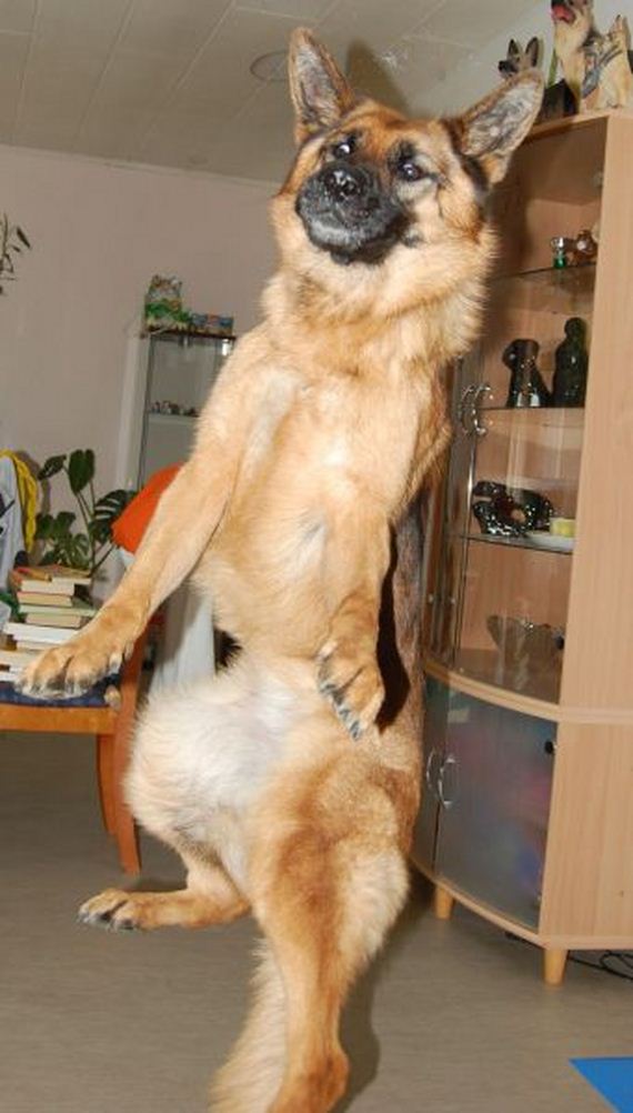 funny-pictures-532