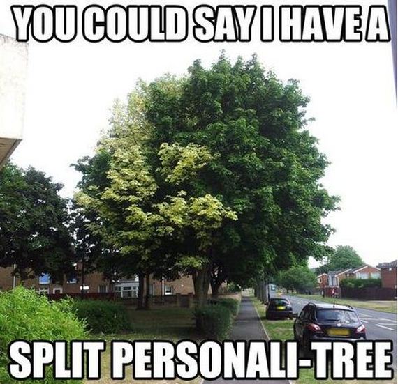 funny-pictures-532