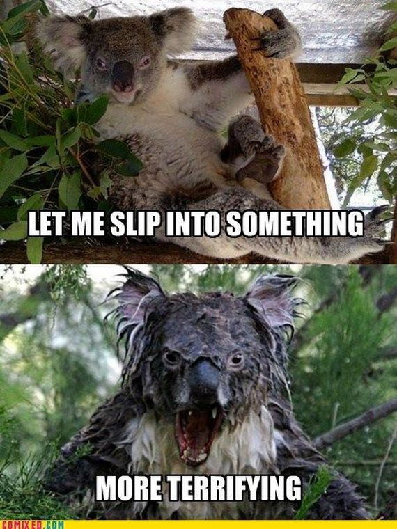 funny_commixed_pictures_10