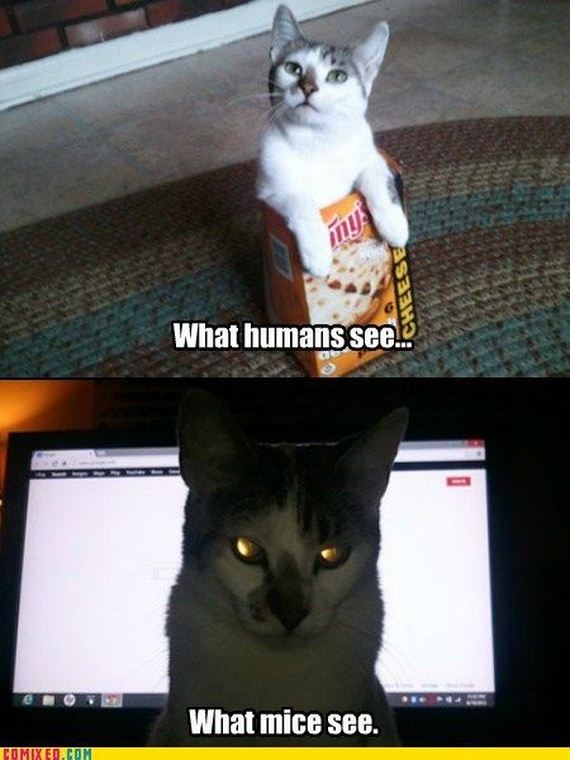 funny_commixed_pictures_10