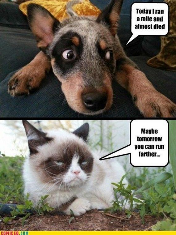 funny_commixed_pictures_10