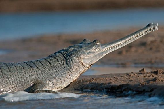 gharial-photos