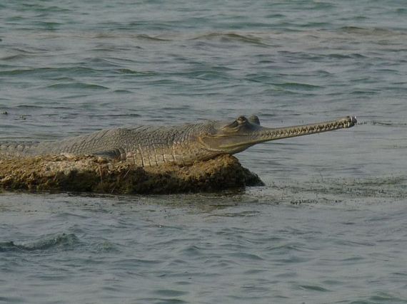 gharial-photos