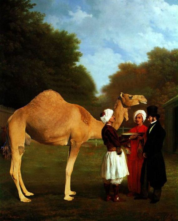 giraffe