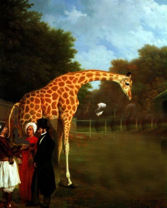 giraffe