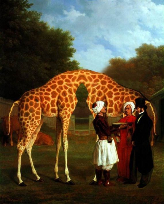 giraffe