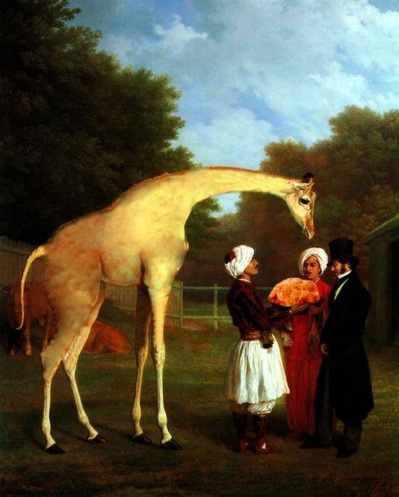 giraffe