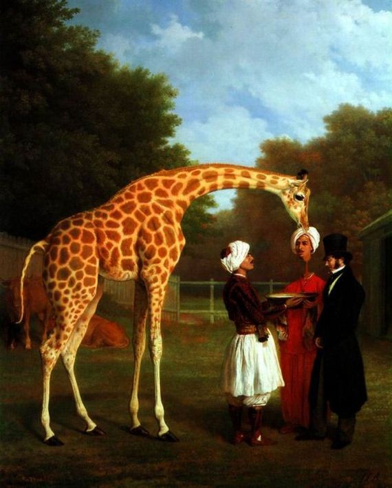 giraffe