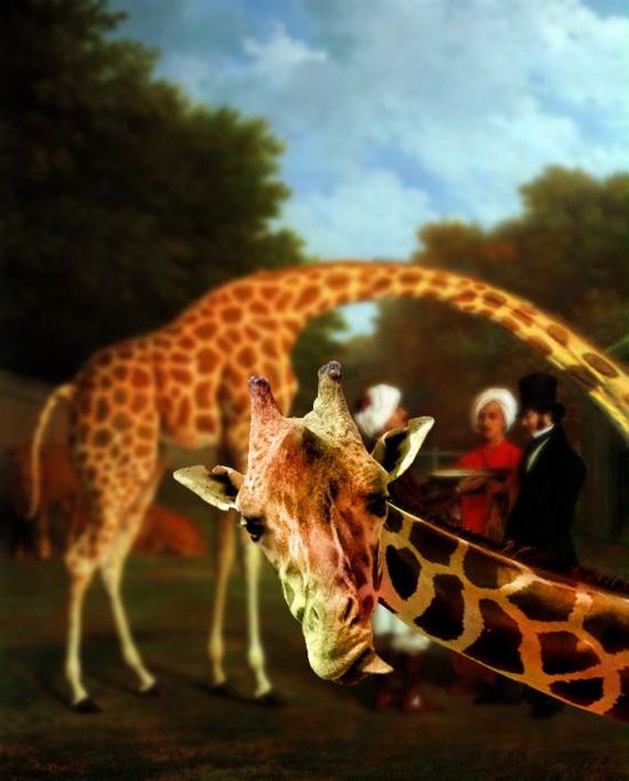 giraffe
