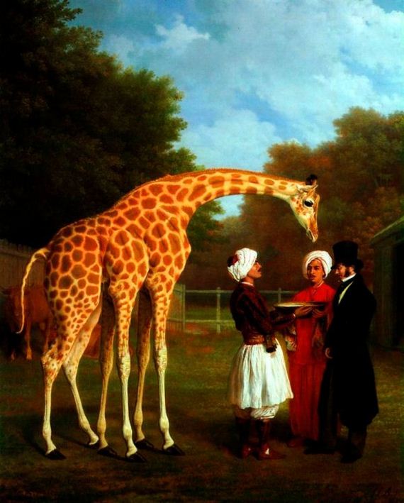 giraffe