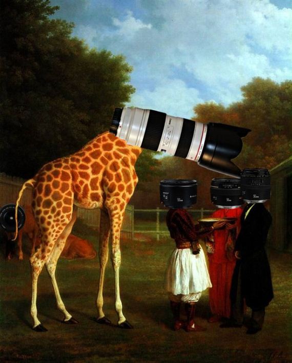 giraffe