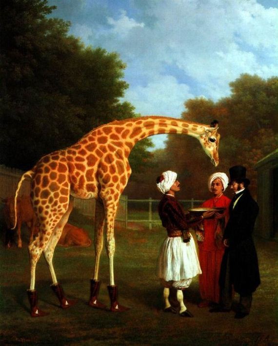 giraffe
