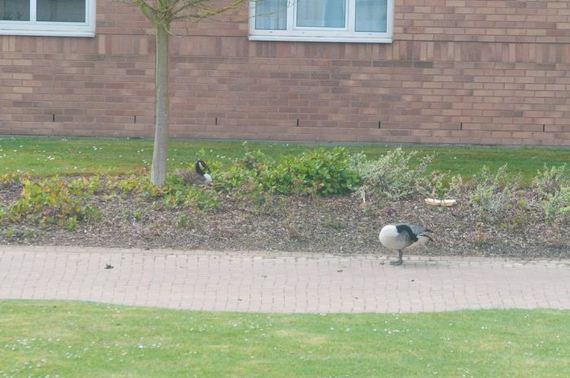 goose_01