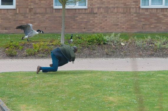 goose_01